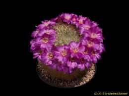 Sulcorebutia mentosa v. mentosa WR277 2257